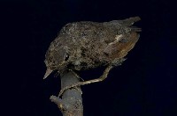 紅尾鶲藏品圖，第9張